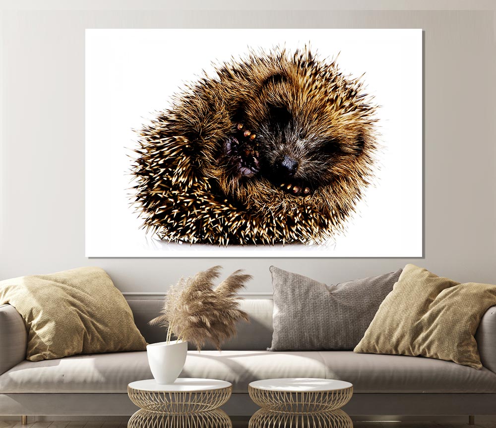 Baby Hedgehog Sleeping Print Poster Wall Art