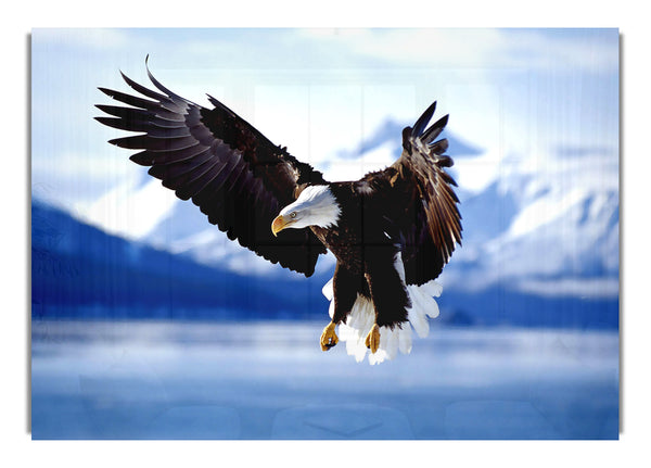 Bald Eagle In Flight Alaska