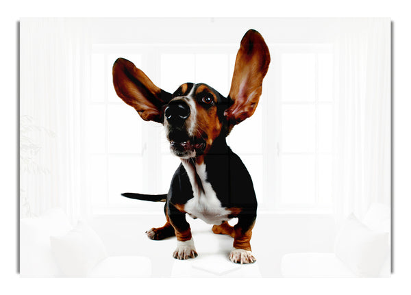 Bassett Hound Ears