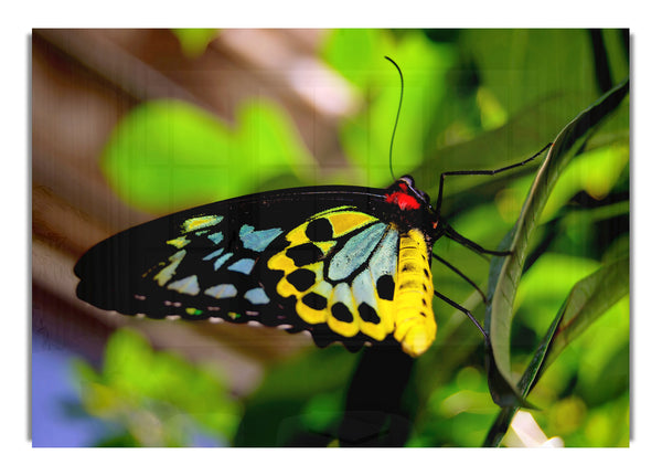 Beautiful Colorful Butterfly