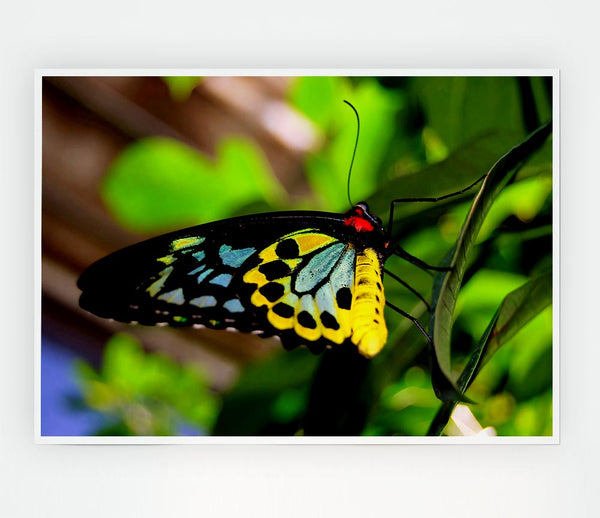 Beautiful Colourful Butterfly Print Poster Wall Art