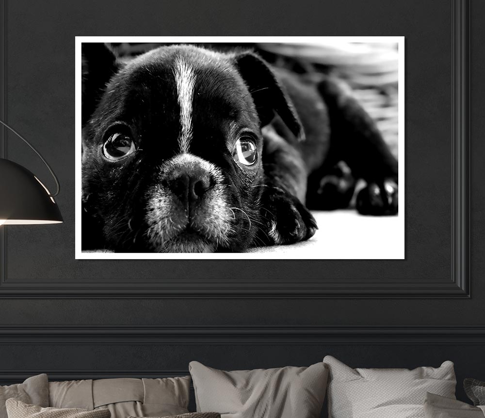 Black French Bulldog Puppy Print Poster Wall Art