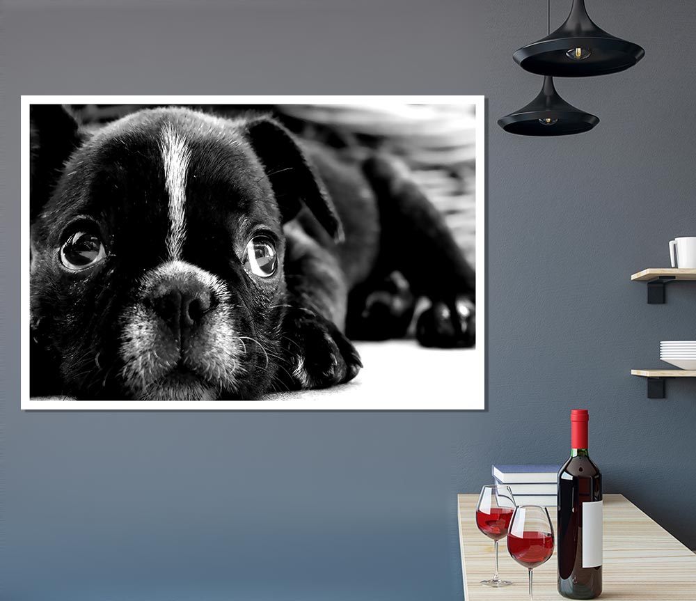 Black French Bulldog Puppy Print Poster Wall Art