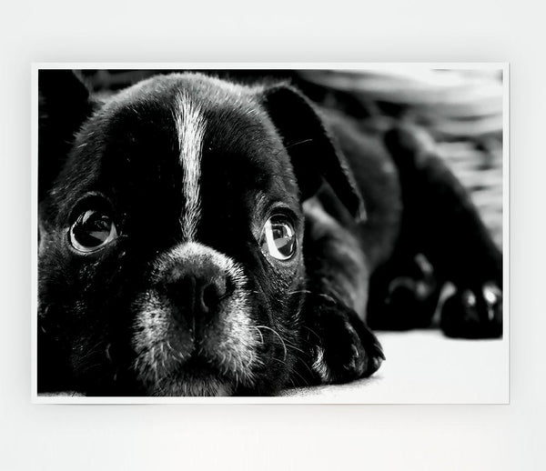 Black French Bulldog Puppy Print Poster Wall Art