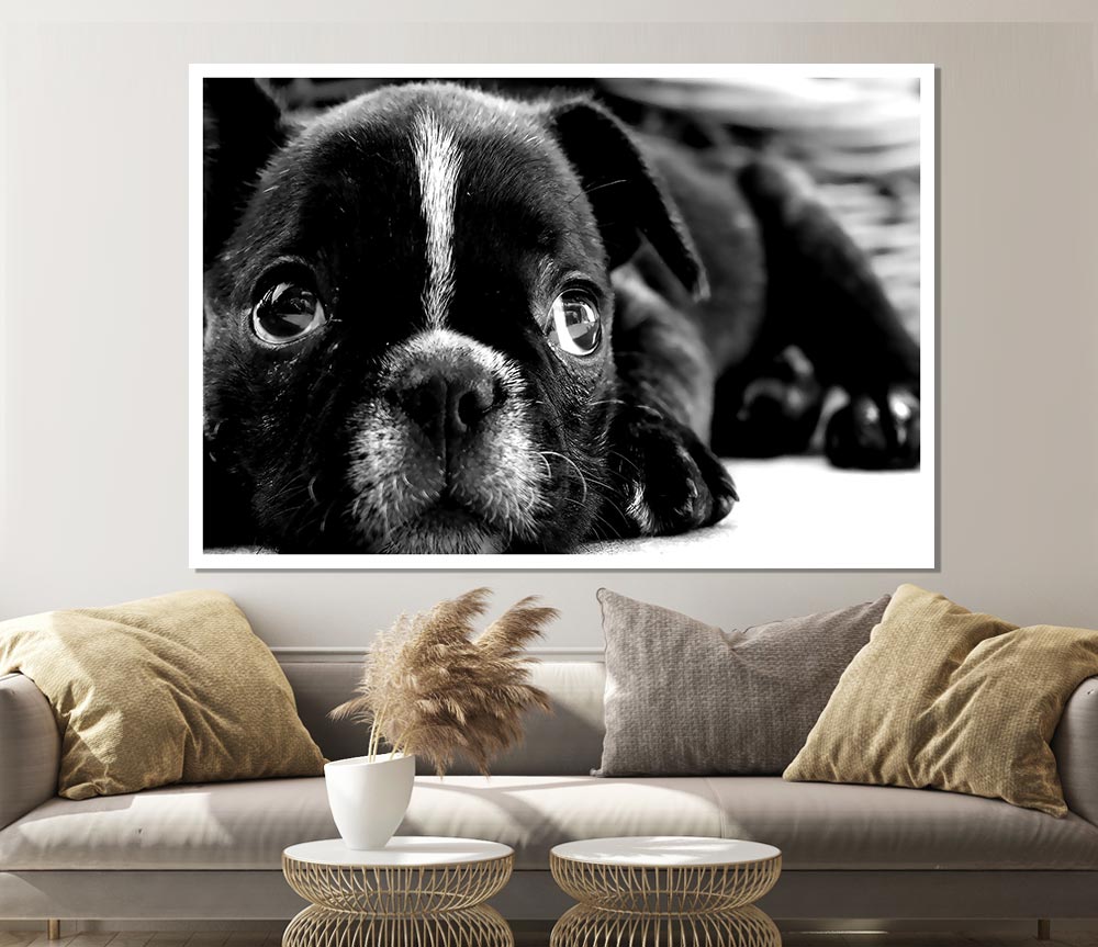 Black French Bulldog Puppy Print Poster Wall Art