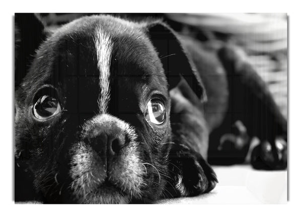 Black French Bulldog Puppy