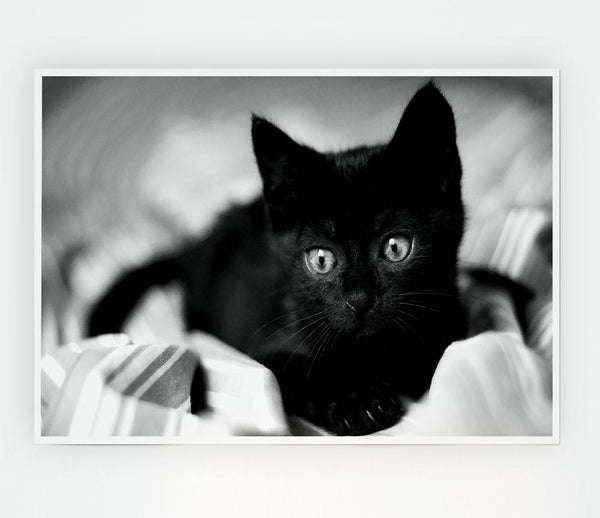 Black Kitten Print Poster Wall Art