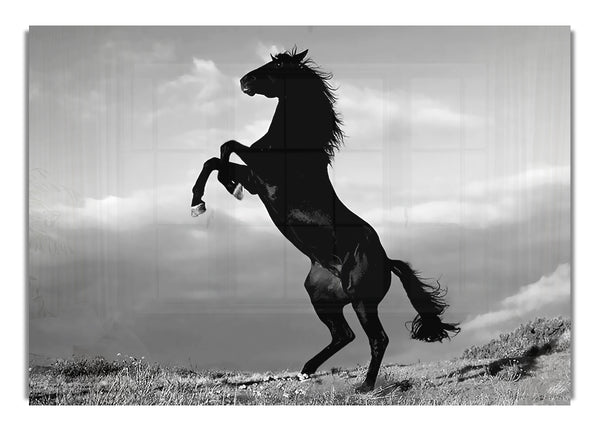 Black Wild Stallion