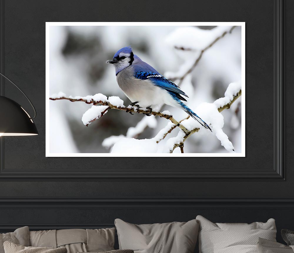 Blue Tit Winter Print Poster Wall Art