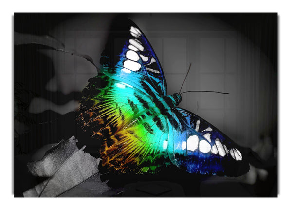 Bright Butterfly