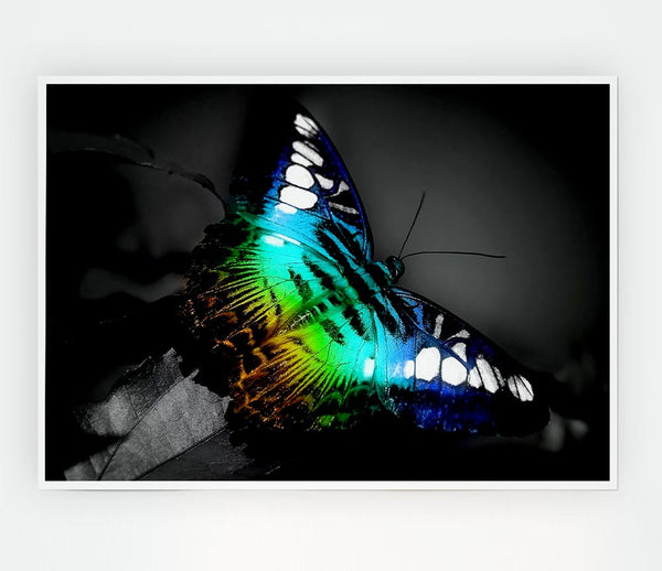 Bright Butterfly Print Poster Wall Art