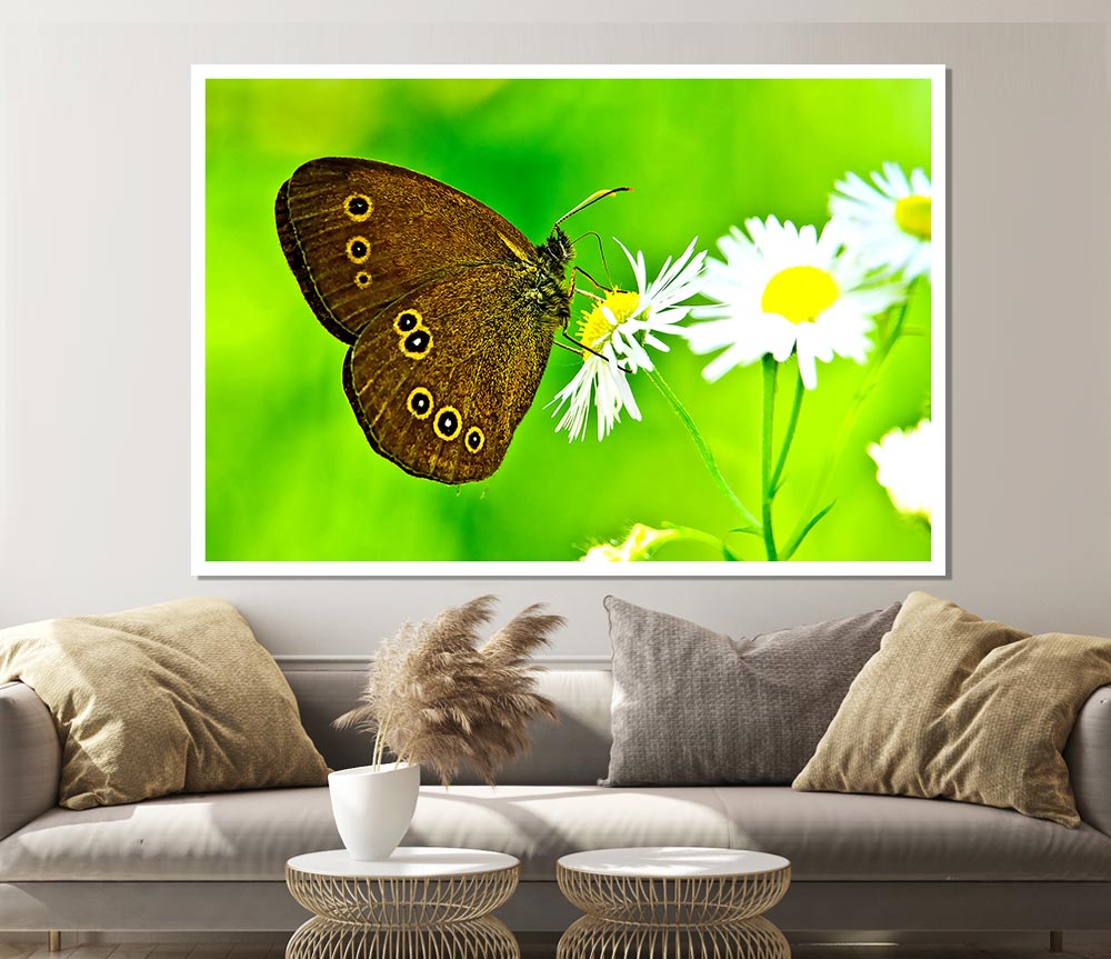 Butterfly Close Up Print Poster Wall Art