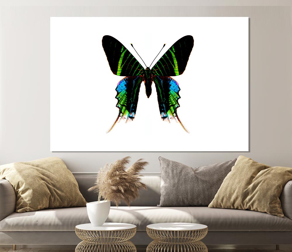 Butterfly Colours Print Poster Wall Art