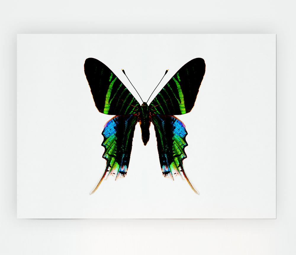 Butterfly Colours Print Poster Wall Art