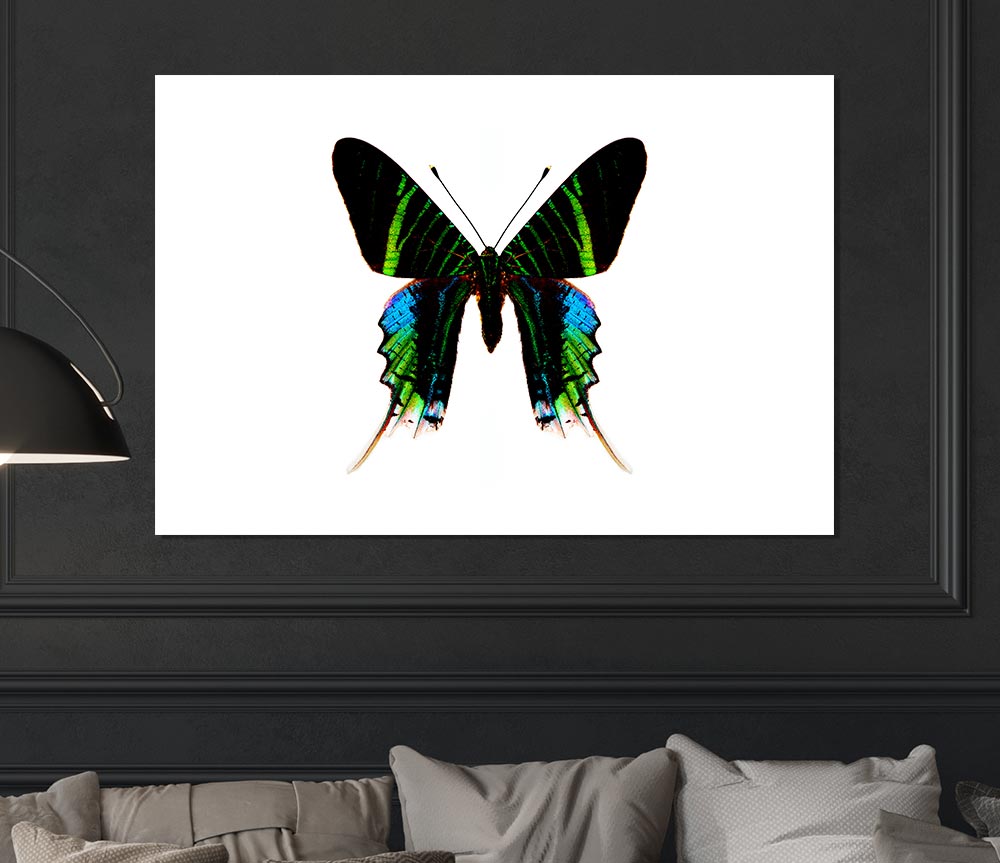 Butterfly Colours Print Poster Wall Art