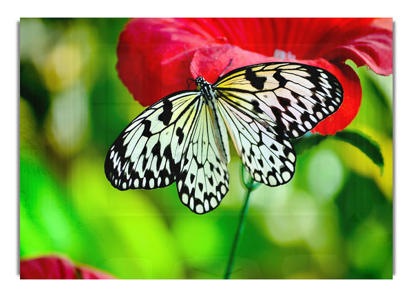 Butterfly Flower