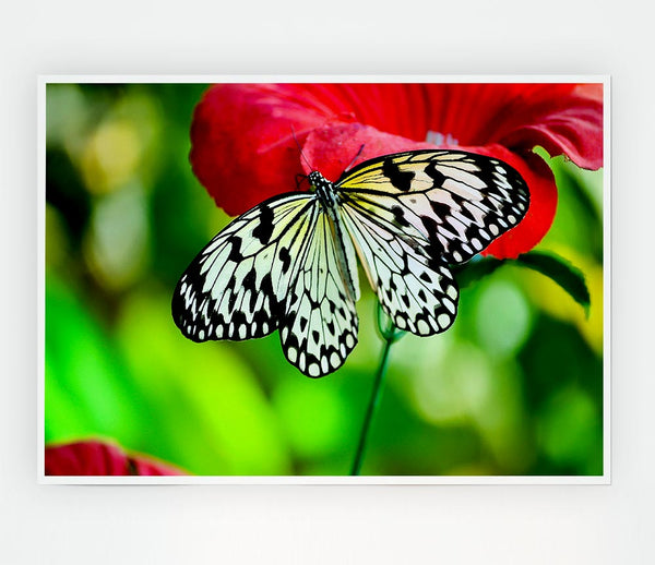 Butterfly Flower Print Poster Wall Art