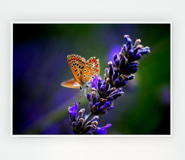 Butterfly On Lavender Flower Print Poster Wall Art