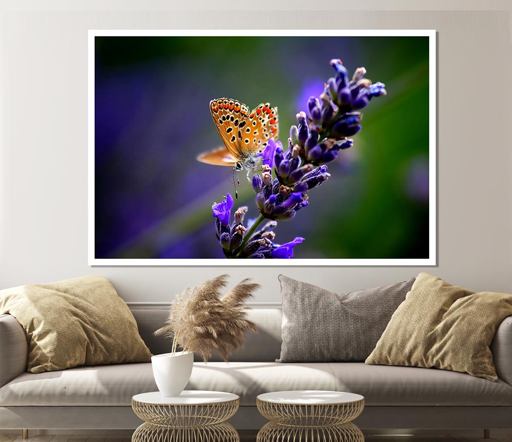 Butterfly On Lavender Flower Print Poster Wall Art