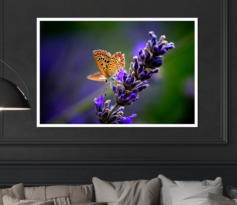 Butterfly On Lavender Flower Print Poster Wall Art