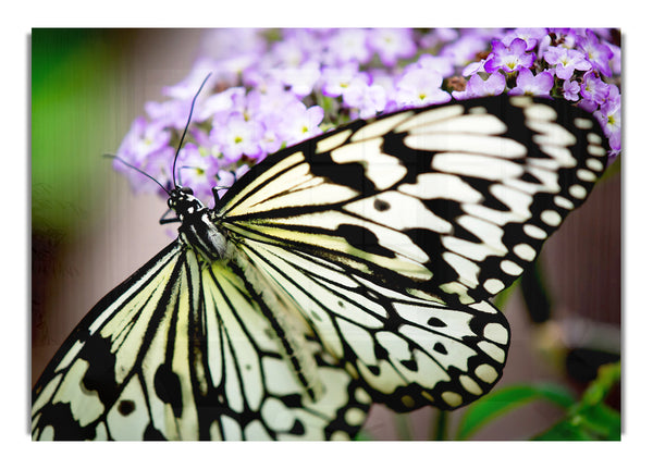 Butterfly Pattern