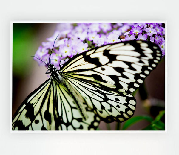 Butterfly Pattern Print Poster Wall Art