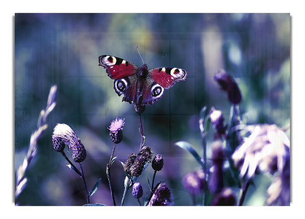 Butterfly With Open Wings