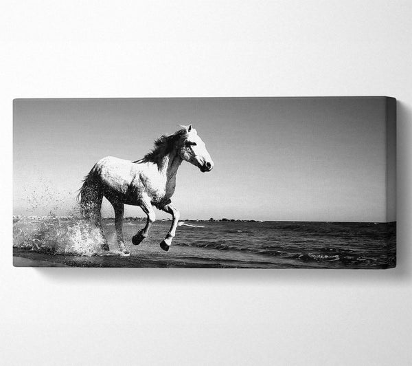 Camargue White Horse