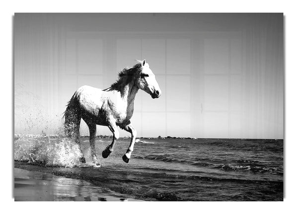 Camargue White Horse