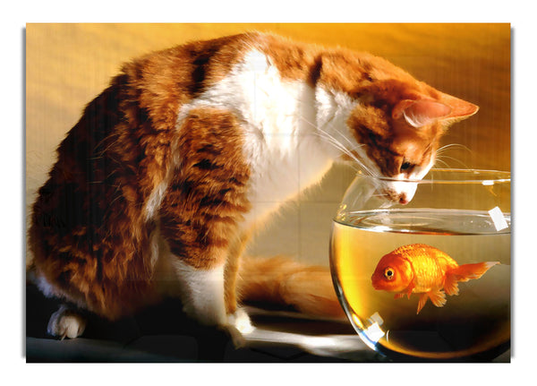 Cat And Fish