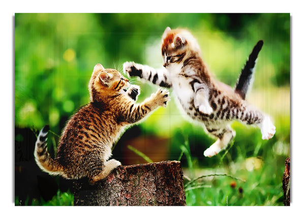 Cat Fight