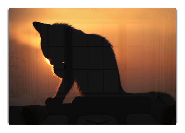 Cat In The Sunset