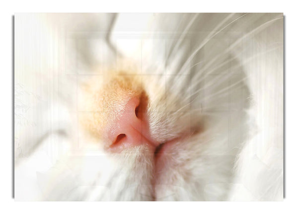 Cat Nose