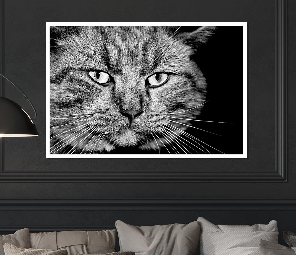 Cat Stare Print Poster Wall Art