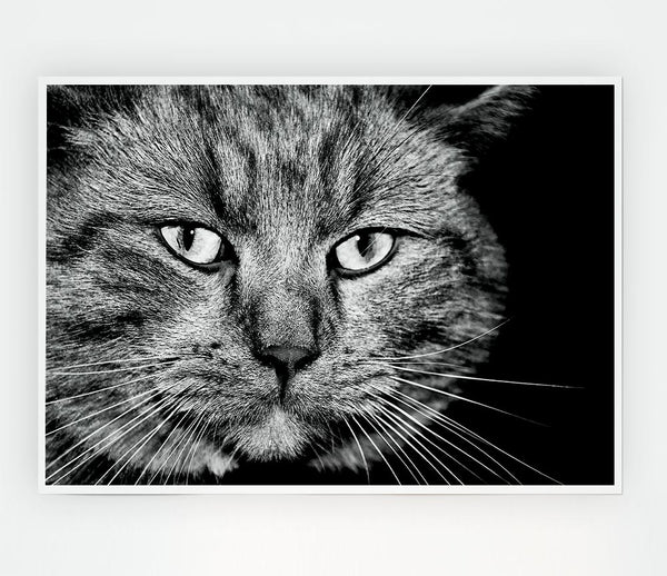 Cat Stare Print Poster Wall Art