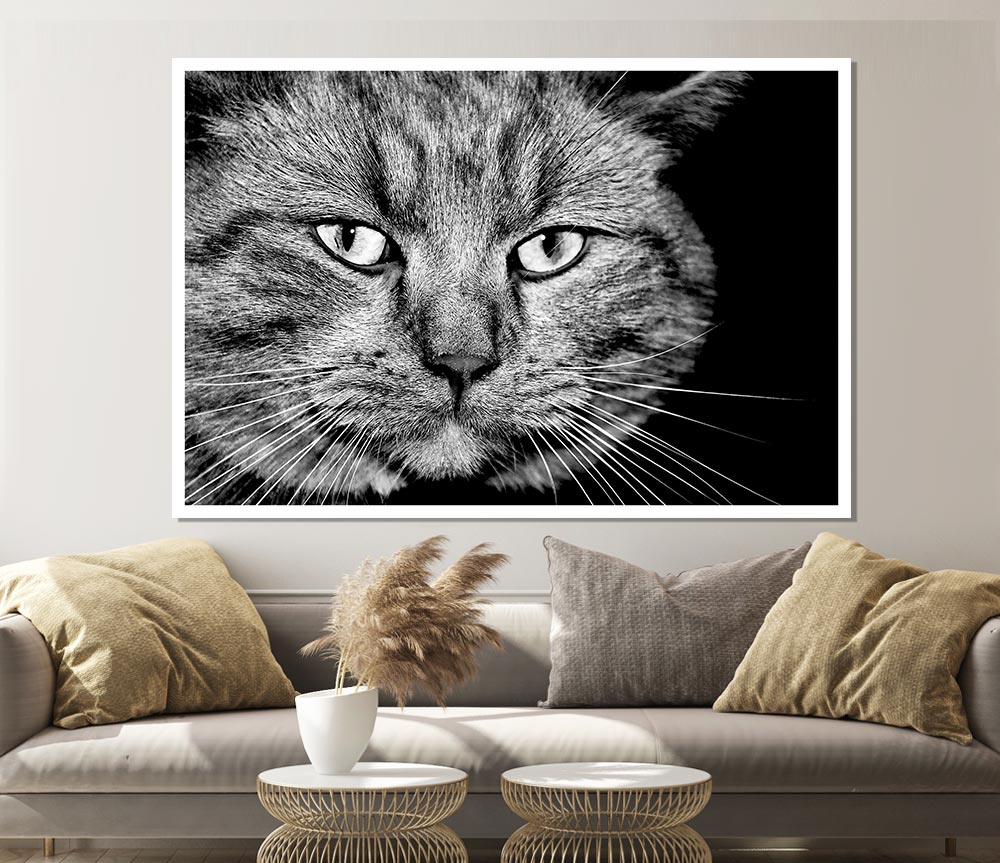 Cat Stare Print Poster Wall Art