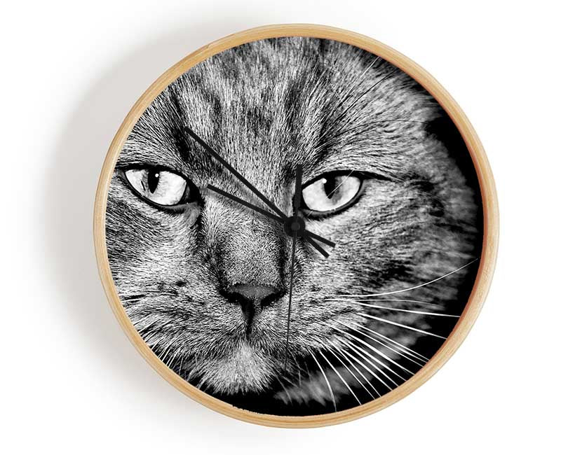 Cat Stare Clock - Wallart-Direct UK