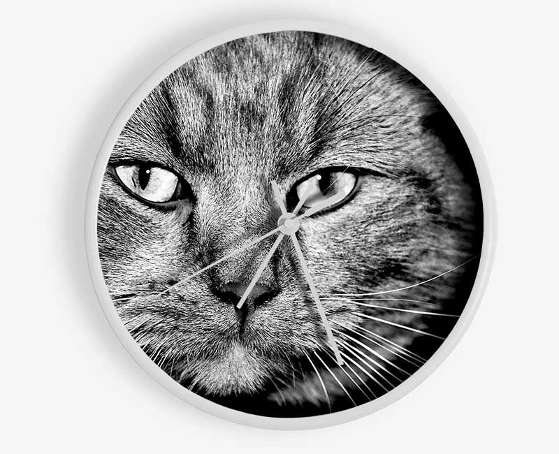 Cat Stare Clock - Wallart-Direct UK