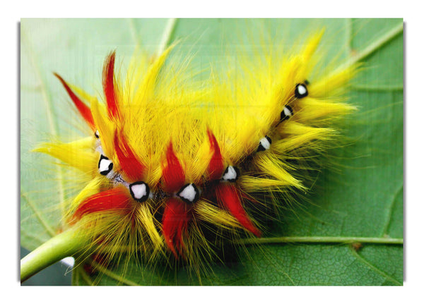 Caterpillar Beauty