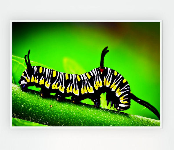 Caterpillar Macro Print Poster Wall Art