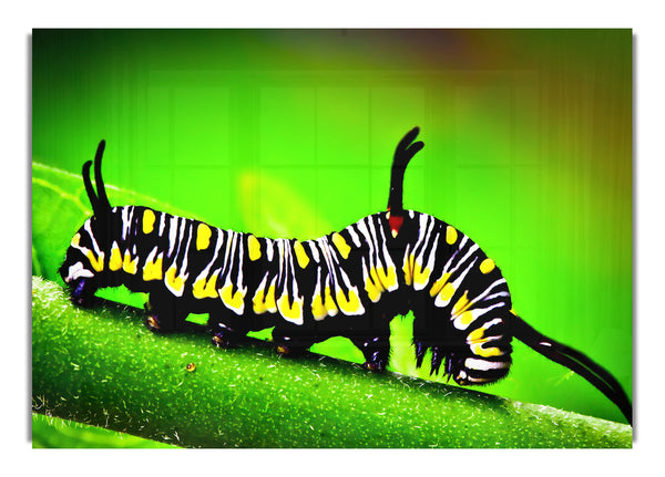 Caterpillar Macro