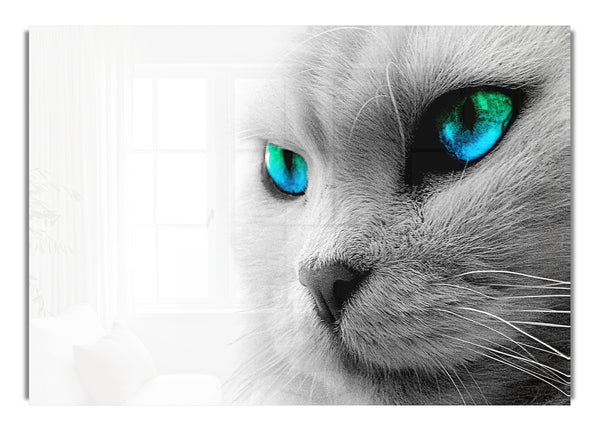 Cats Eyes Blue Wild Life Canvas