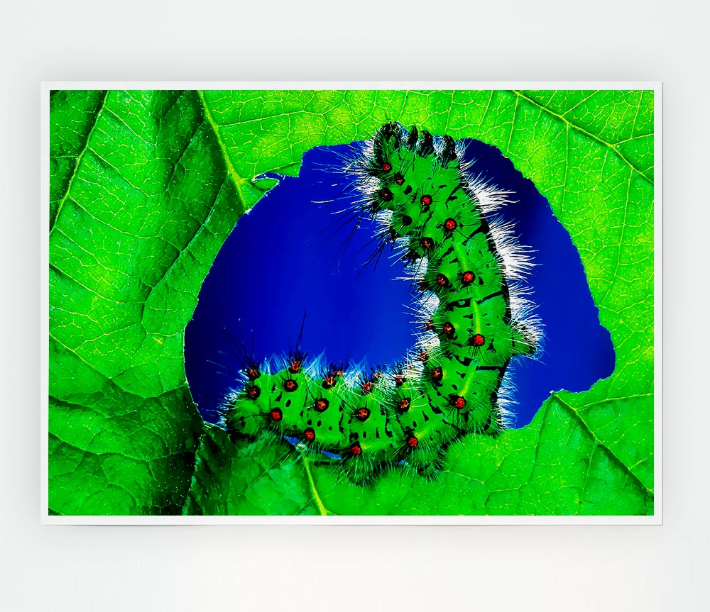 Caterpiller Delight Print Poster Wall Art