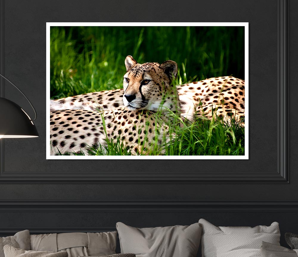 Cheetah Duo Print Poster Wall Art