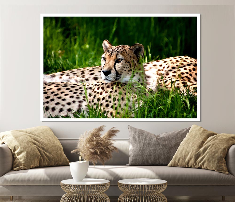 Cheetah Duo Print Poster Wall Art