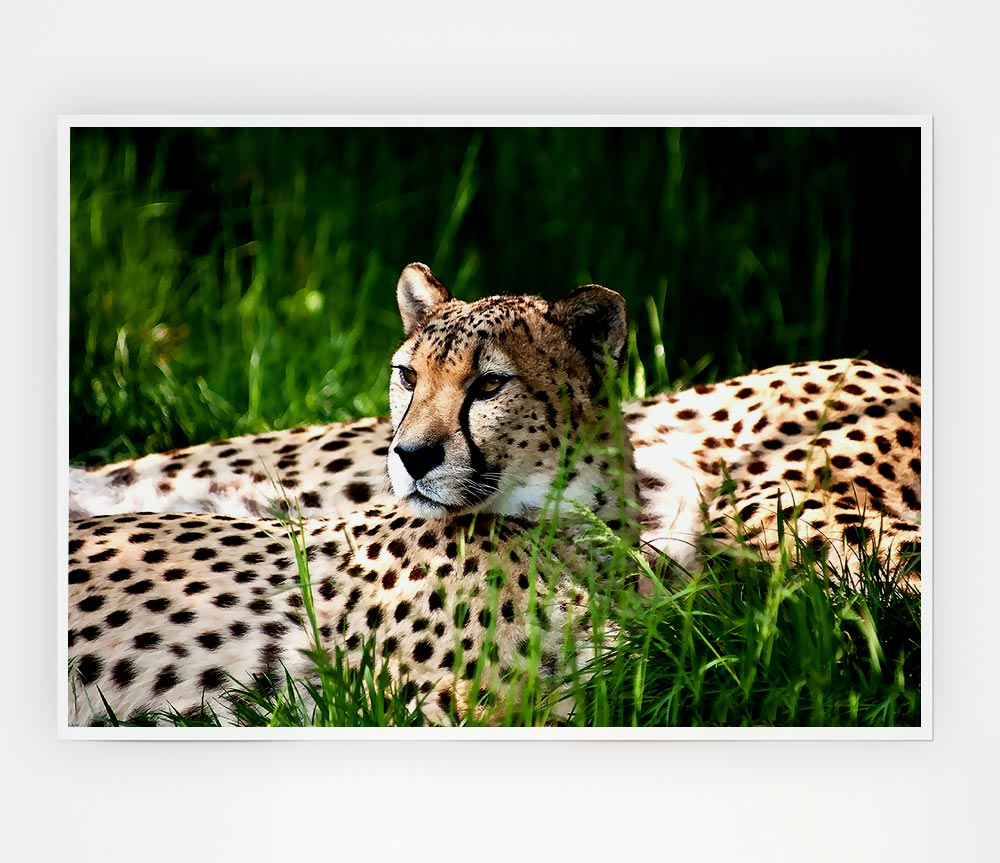 Cheetah Duo Print Poster Wall Art