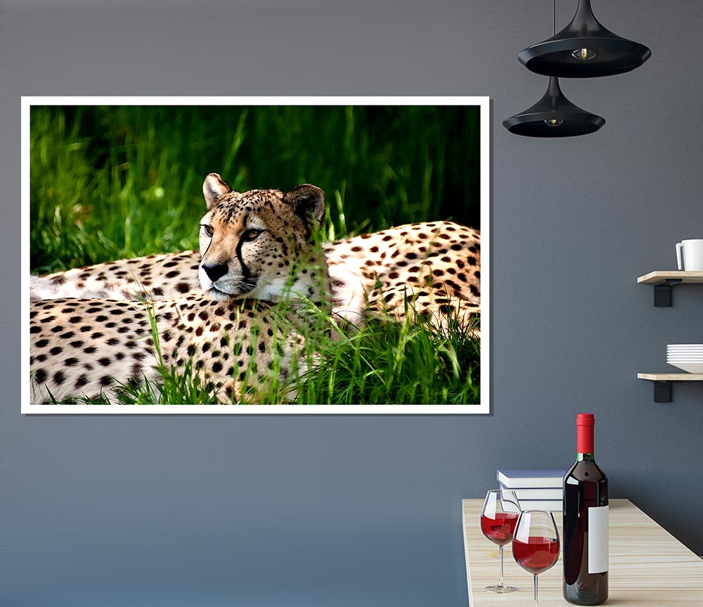 Cheetah Duo Print Poster Wall Art