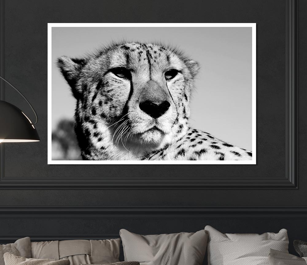 Cheetah Stare Print Poster Wall Art