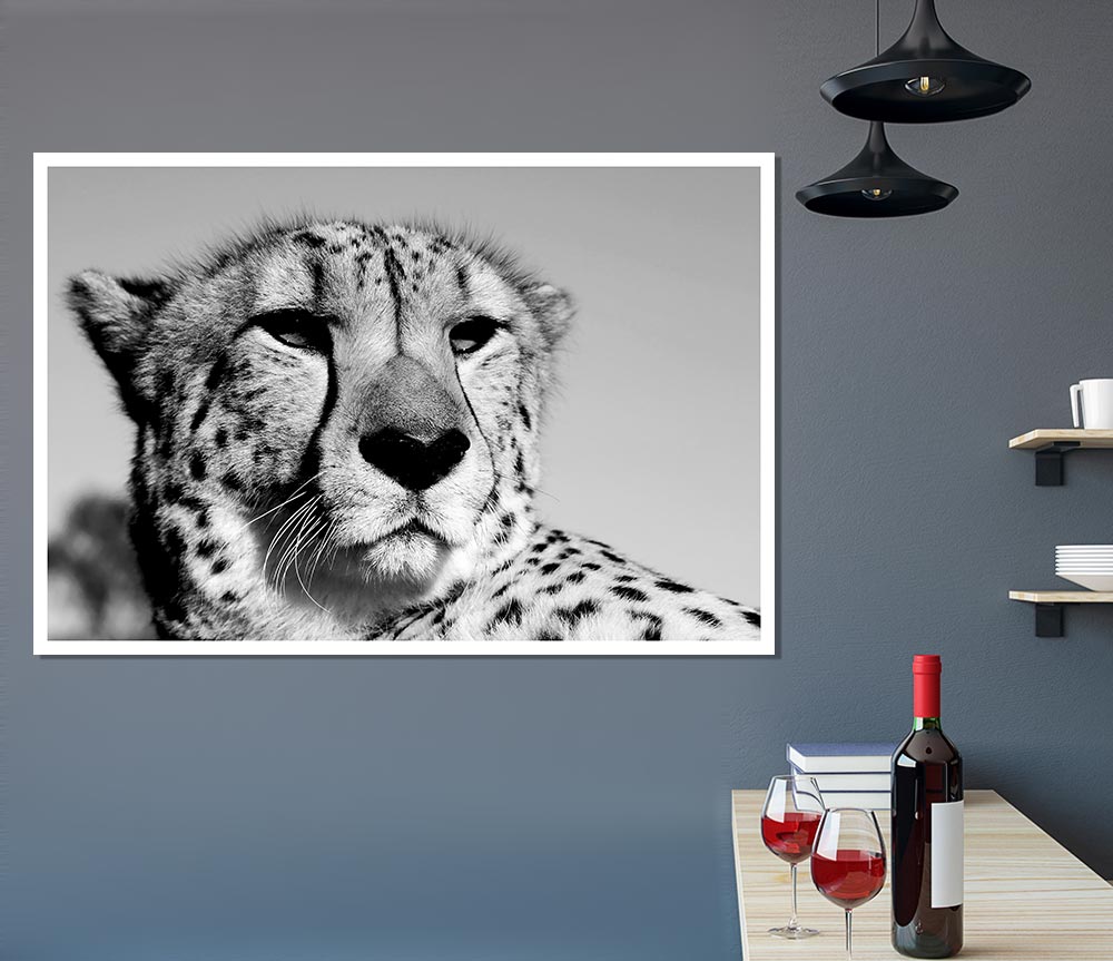 Cheetah Stare Print Poster Wall Art