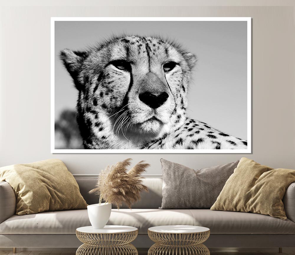 Cheetah Stare Print Poster Wall Art